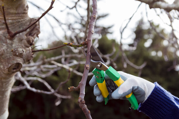 Eine Person mit Handschuhen schneidet einen kleinen Ast mit einer Gartenschere.